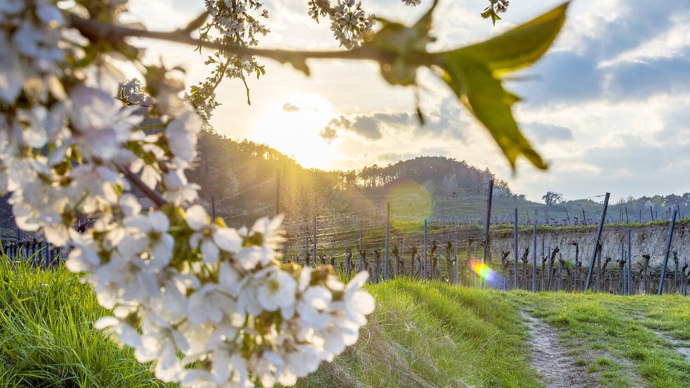 Die ersten Bäume beginnen zu blühen und kündigen das frühlingshafte Wetter an. Foto: IMAGO/ Volker Preußer