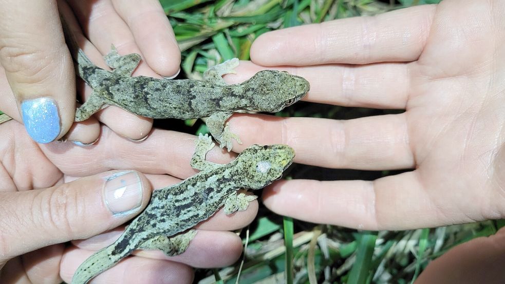 Antoinette und Brucie-Baby sind mit über 60 Jahren ganz schön betragt und trotzdem noch intensiv grün. Foto: Barbara Barkhausen