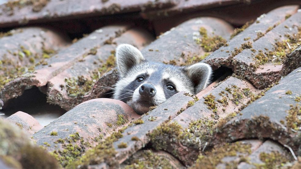 Der Waschbär gilt in Deutschland als invasive Tierart. Foto: IMAGO/Ingo Schulz