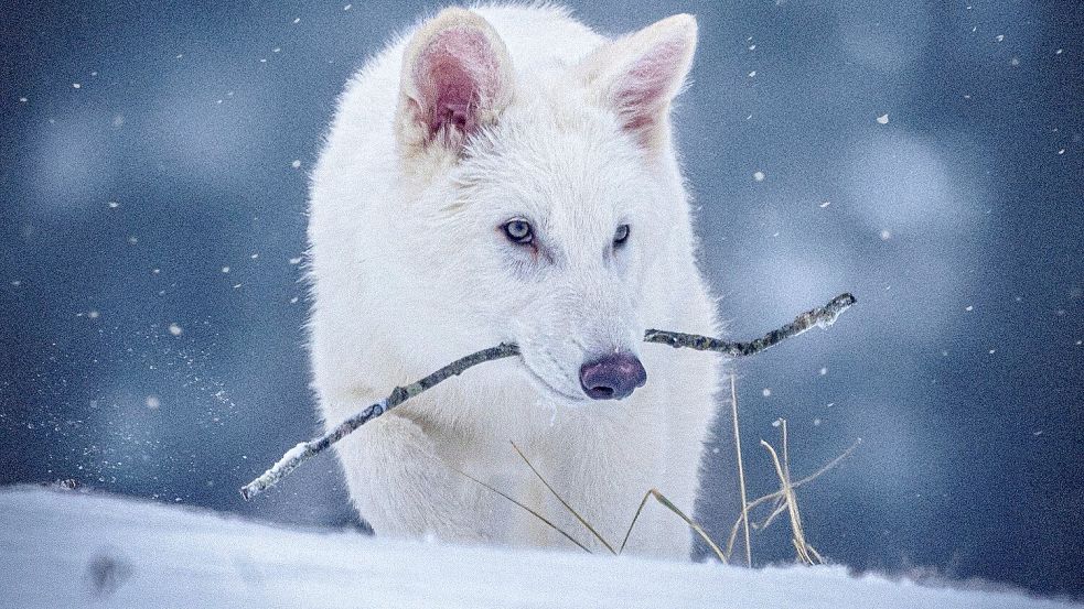 Das undatierte Foto zeigt einen jungen Wolf, der genetisch so verändert wurde, dass er Ähnlichkeiten mit dem ausgestorbenen Schattenwolf aufweist. Foto: Uncredited/Colossal Biosciences/AP/dpa