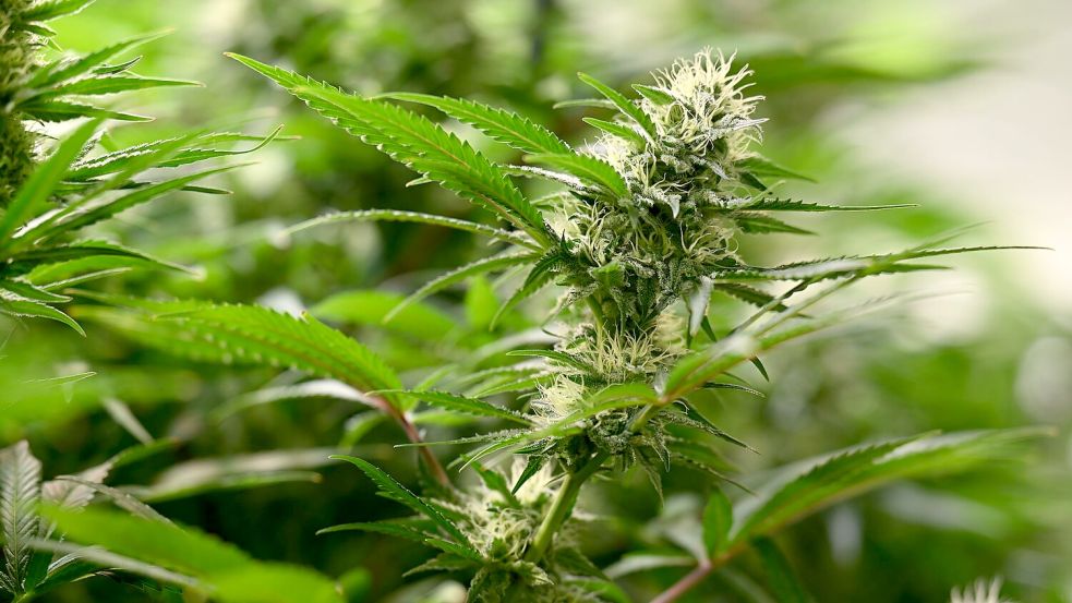 Union und SPD haben sich beim Thema Cannabis geeinigt. (Symbolbild) Foto: Martin Schutt/dpa