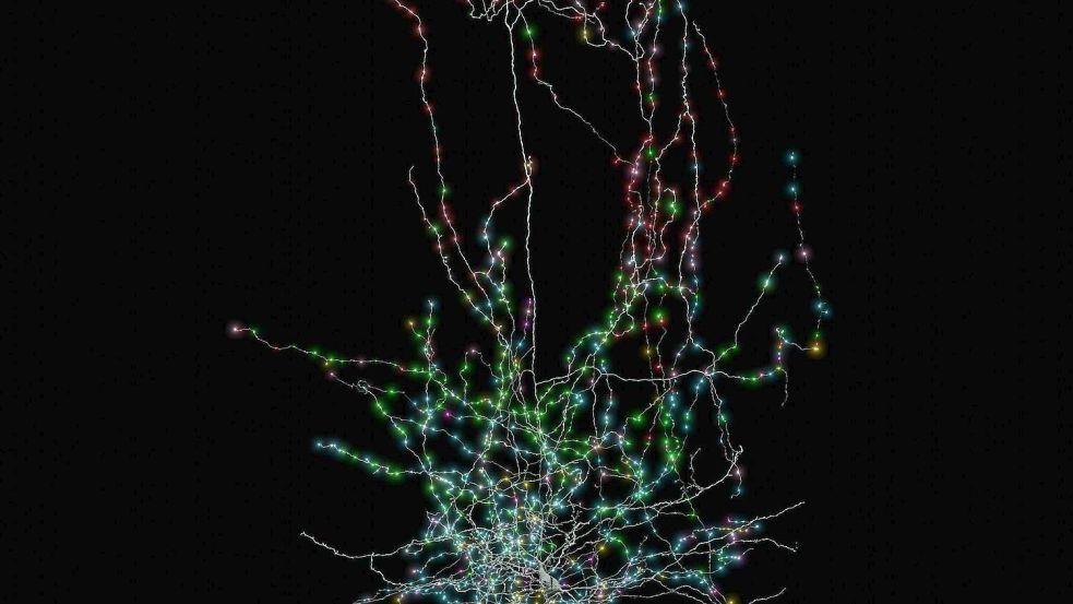 Diese Illustration zeigt eine hemmend wirkende Zelle. Die Kontaktstellen zu anderen Nervenzellen (helle Punkte) sind nach dem Typ der Zielzelle farblich kodiert. Foto: Clare Gamlin/Allen Institute/dpa