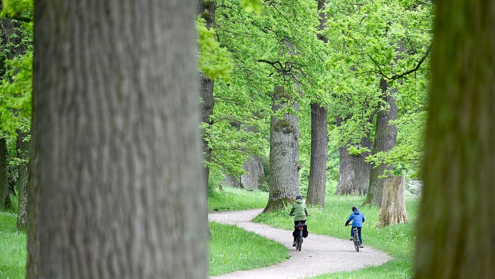 Wälder fördern die Vielfalt von Tieren und Pflanzen sowie menschliche Gesundheit und Wohlbefinden. (Archivbild) Foto: Bernd Weißbrod/dpa