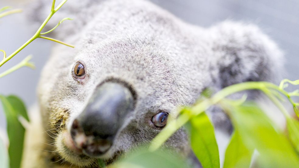 Der gefährdete Koala verbringt bis zu 20 Stunden am Tag schlafend in Eukalyptusbäumen. Foto: Christoph Reichwein/dpa