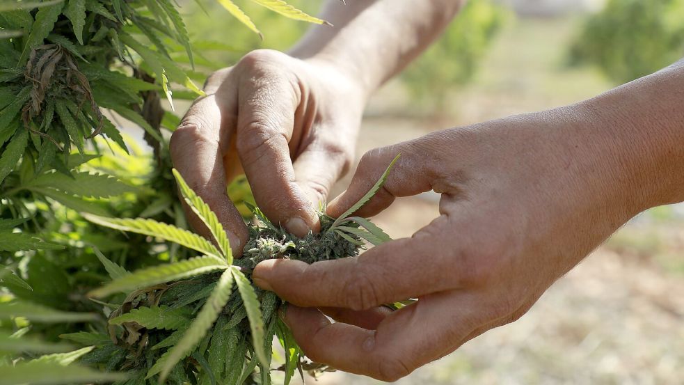 Tonnen an Cannabisblüten zu medizinischen Zwecken gehen monatlich über die Apothekertische. Der Staat hat mit seiner halbherzigen Legalisierung einen neuen Markt geschaffen Foto: Clara Margais/dpa