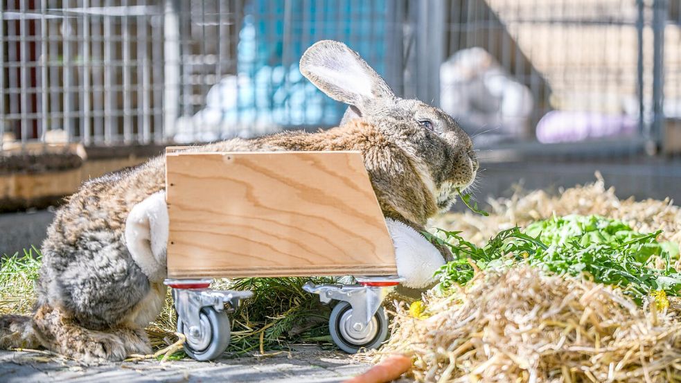 Ein Riesenkaninchen kann sich mit Hilfe eines selbst gebauten Rollators fortbewegen. Foto: Jason Tschepljakow/dpa