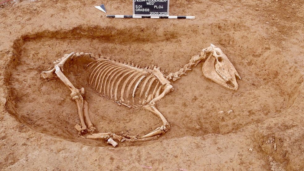 Bei Untersuchungen in Stuttgart wird ein römischer Pferdefriedhof entdeckt. Foto: ArchaeoBW/LAD/dpa
