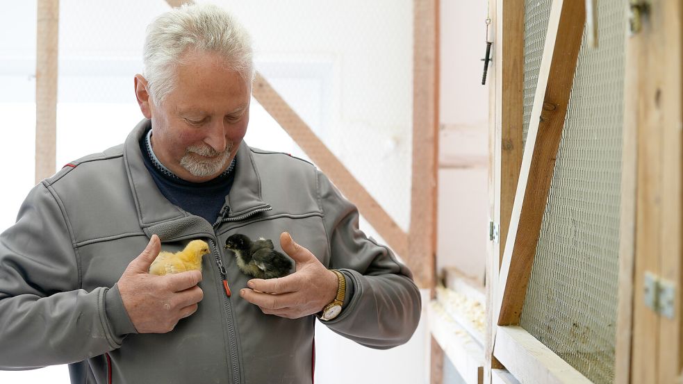 Kurt Harbs mit Küken auf dem Arm. Foto: Marie Gloe