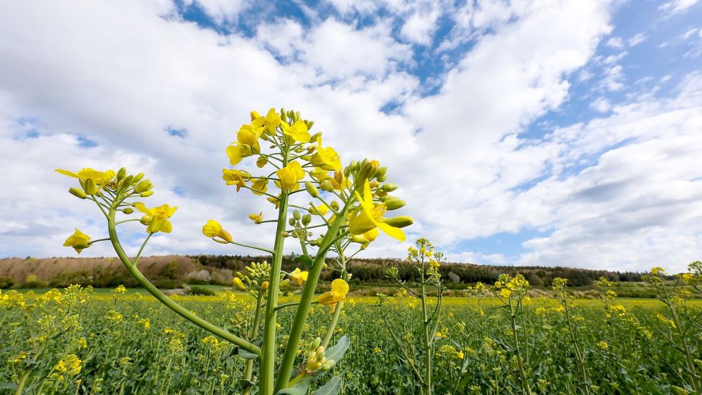 Sonne, Wolken und Regen im Mix - das gilt für die ganze Woche. Foto: Thomas Warnack/dpa