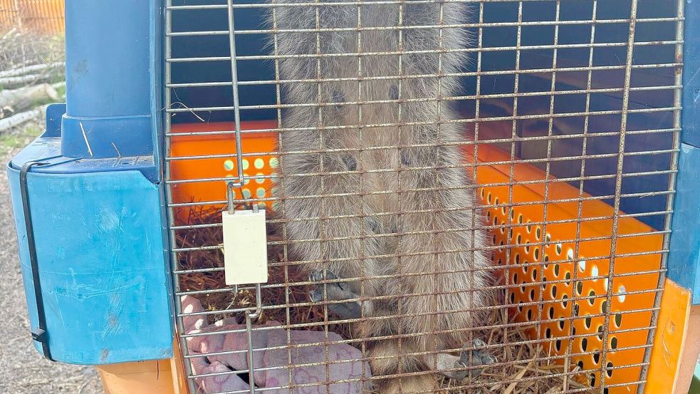 Im Waldzoo wird die Waschbären-Familie aufgepäppelt. Foto: Alessio und Azzurra Urso/dpa