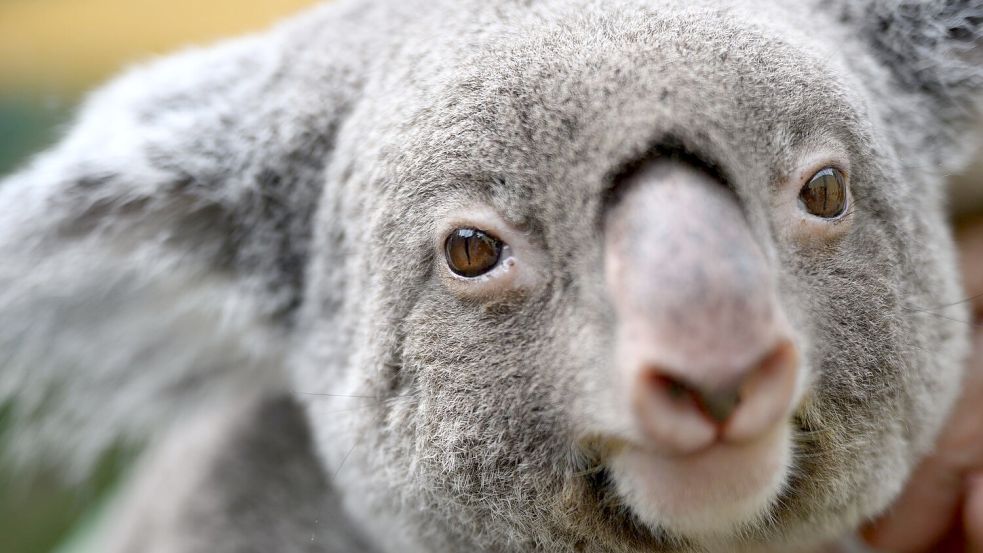 Koalas gehören zu den ikonischsten Tieren Australiens. (Archivbild) Foto: Robert Michael/dpa