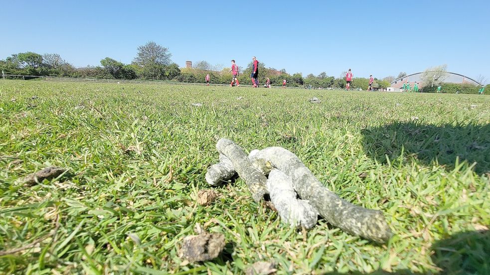 Viele getrocknete Gänse-Kot-Haufen lagen auf dem Rasenplatz in Borkum. Foto: Rauch