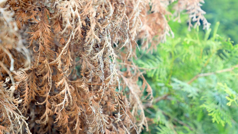 Durch Hitze oder Krankheiten können Heckenpflanzen wie die Thuja schnell braun werden. Wie man dem vorbeugen kann und welche Alternativen es gibt weiß eine Expertin. Foto: Imago Images/Gottfried Czepluch