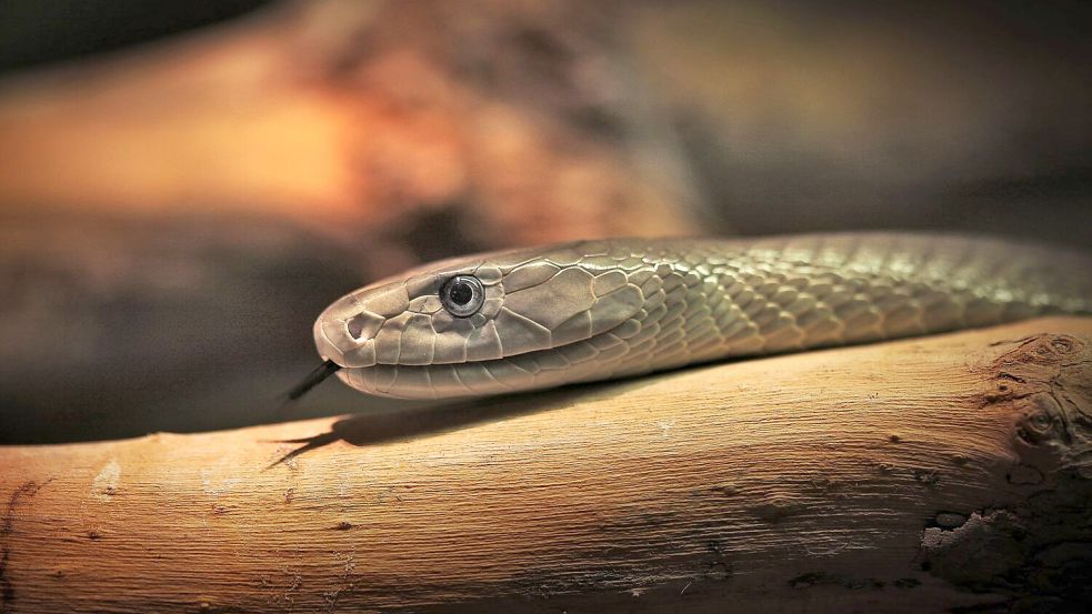 Das entwickelte Mittel soll auch gegen das Gift der Schwarzen Mamba wirken. (Archivbild) Foto: Fredrik von Erichsen/dpa