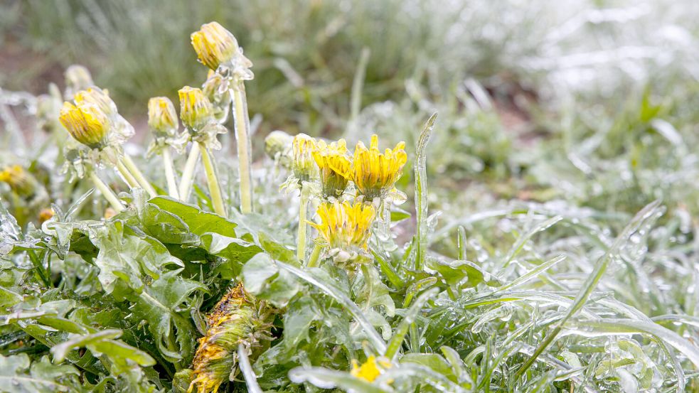 Nach dem warmen April hat es bundesweit einen Wetterumschwung mit Temperatursturz und Bodenfrost gegeben – sind es die Eisheiligen? Foto: IMAGO / Jan Eifert