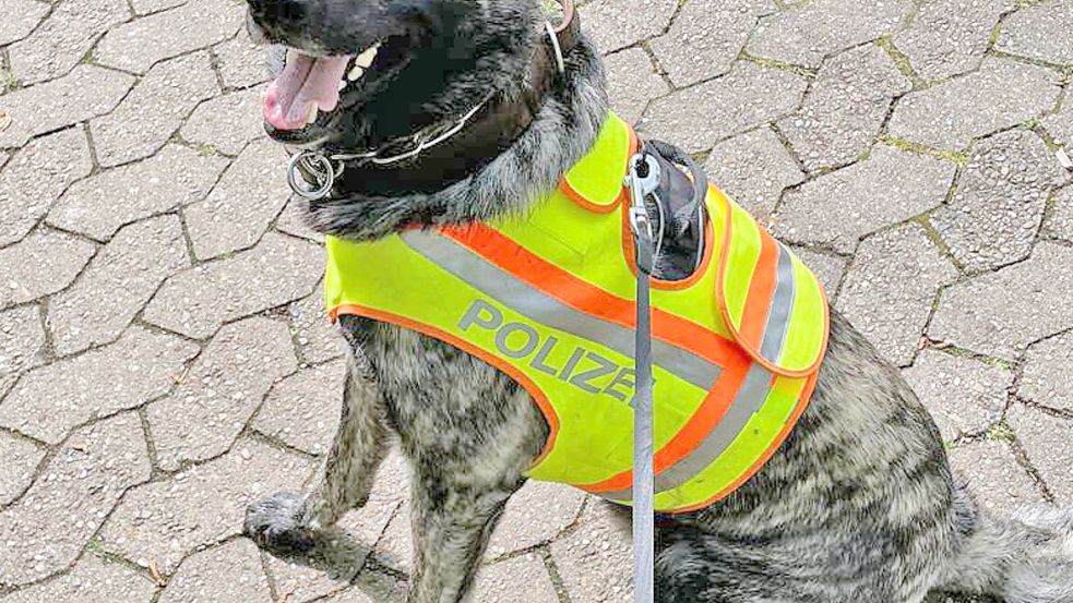 Drogenspürhund Coda hat am Montag bei einer großangelegten Kontrolle rund um Bremer Hauptbahnhof Viertel diverse Substanzen erschnüffelt. Foto: Polizei Bremen