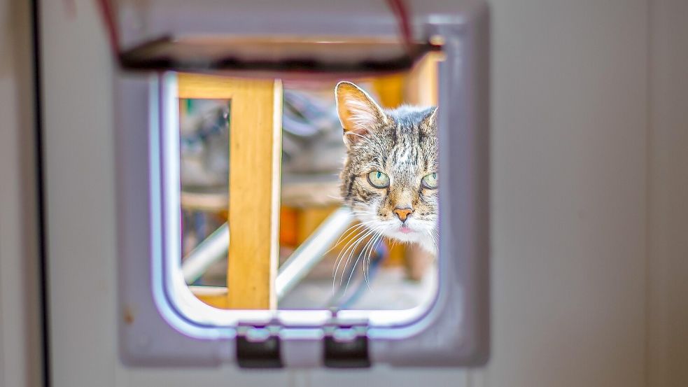 Katzen, die nach draußen dürfen, müssen bei der Gemeinde gemeldet werden. Symbolfoto: Pixabay