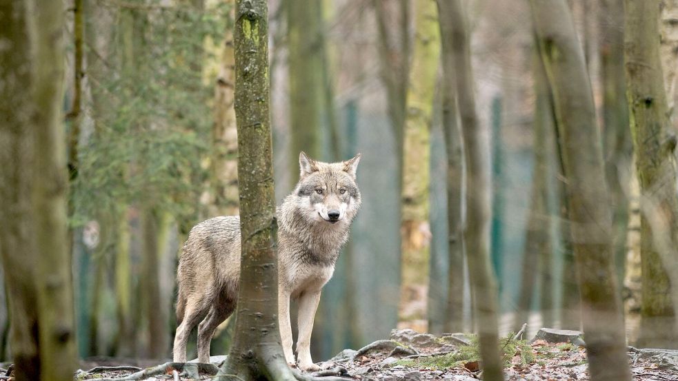 Das EU-Parlament entscheidet, den Wolf-Schutzstatus zu reduzieren. (Archivbild) Foto: picture alliance/dpa