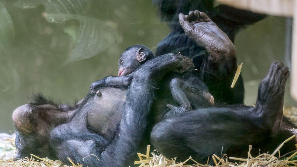 Erst einmal ausruhen für die kommenden Aufgaben: Bei den Bonobos gelten die Weibchen als dominant. Foto: Oliver Berg/dpa