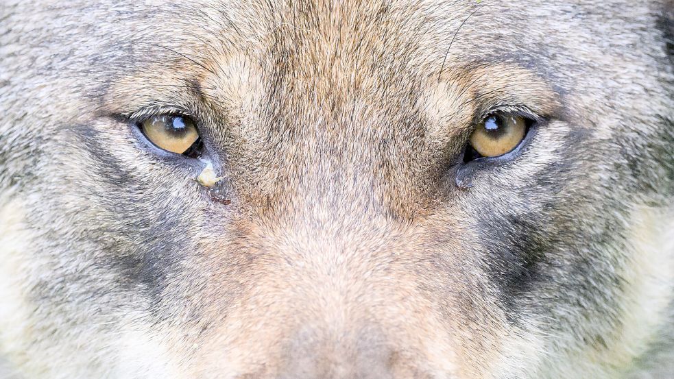 Der Wolfsbestand in Deutschland hat sich stabilisiert. Foto: dpa/Julian Stratenschulte