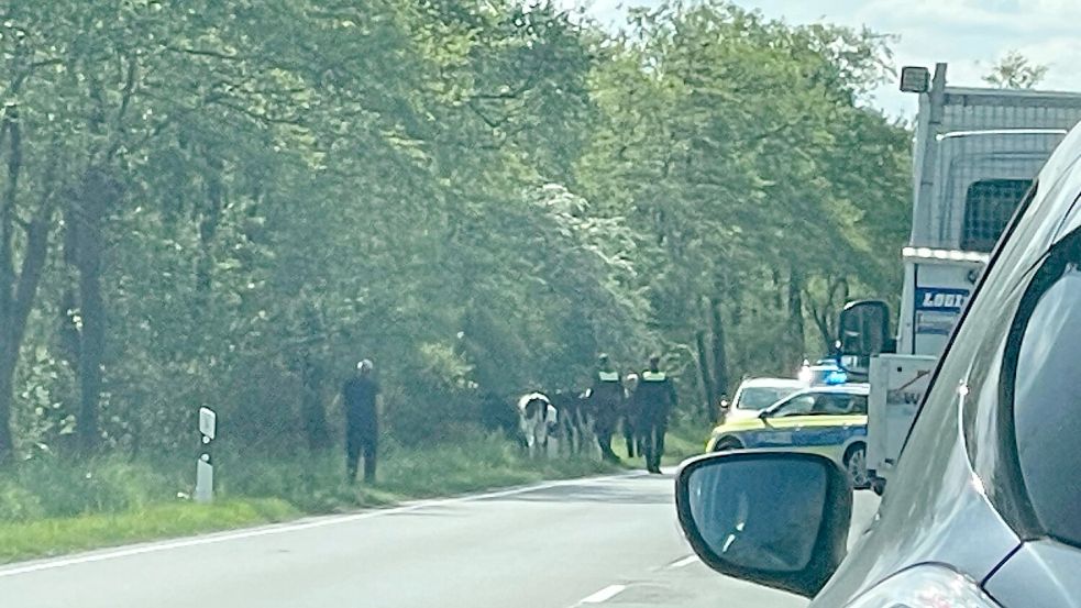Die Polizei sperrte die vielbefahrene Bundesstraße 70 bei Breinermoor mit ihrem Einsatzwagen - die Polizisten halfen dann beim Einfangen der Kühe mit. Foto: David Ammermann