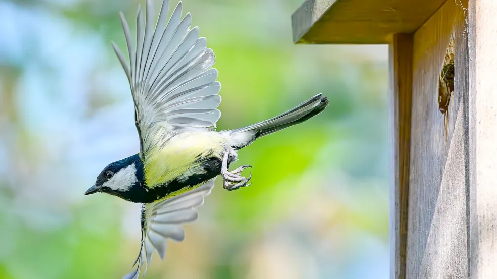 Im Fokus der Mitmachaktion stehen vertraute und weit verbreitete Vogelarten wie Meisen, Finken, Rotkehlchen und Spatzen. (Archivbild) Foto: Patrick Pleul/dpa