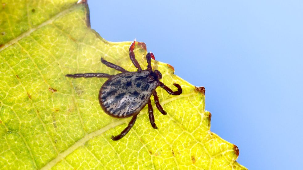 Zecken können mit ihrem Biss unter anderem Borreliose übertragen. Foto: IMAGO/blickwinkel/F. Hecker