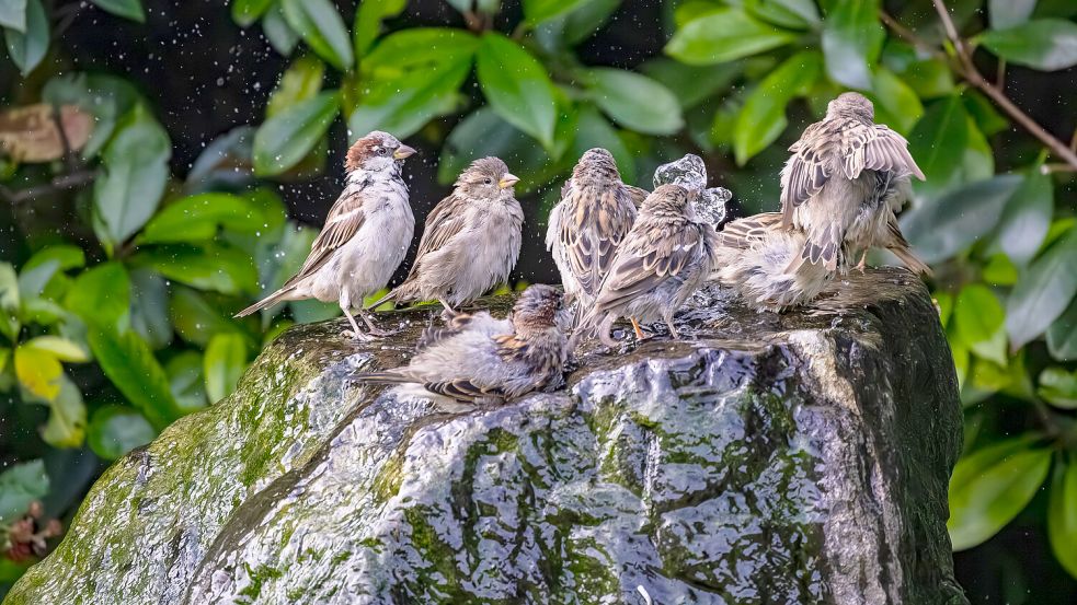 Damit sich möglichst viele Tiere im Garten tummeln, müssen einige Anforderungen erfüllt sein. Foto: IMAGO/Zoonar/Achim Schneider