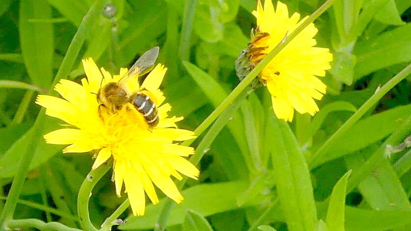 Bienen sind wichtig für den Garten. Foto: Karin Berends-Lüürßen