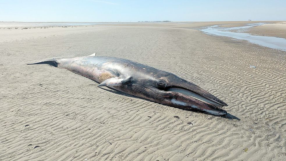 Auf Minsener Oog ist ein toter Zwergwal angespült worden. Foto: Nationalparkverwaltung Niedersächsisches Wattenmeer
