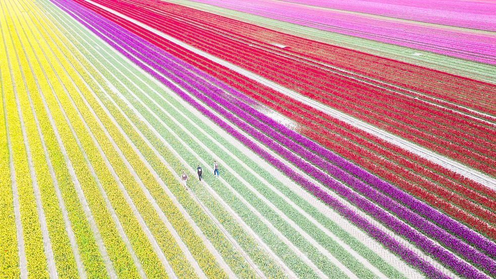 Tulpen erfreuen uns immer wieder durch ihre Farbenpracht, aber haben Sie schon mal von Flohfarben oder Knallrosa gehört? Foto: Julian Stratenschulte/dpa