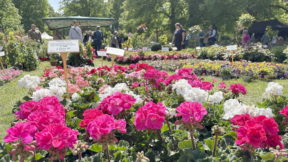 Beim Frühlingsmarkt werden unter anderem diverse Pflanzen angeboten. Foto: Jonas Bothe