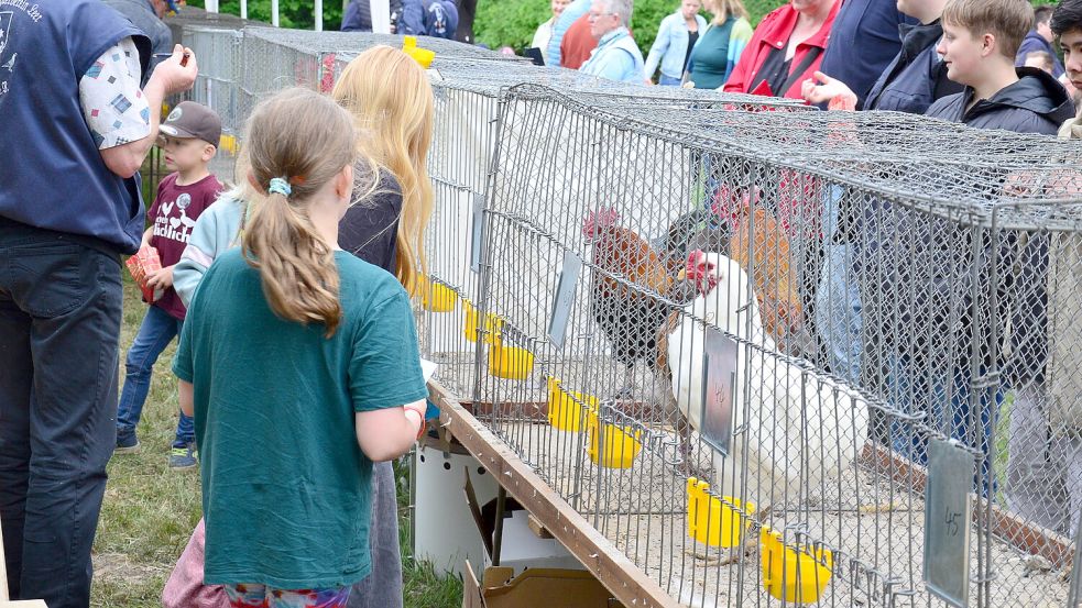 Die Hähne zeigten in Hollen wie häufig sie krähen können – oder wollen. Foto: Hannah Lehmann