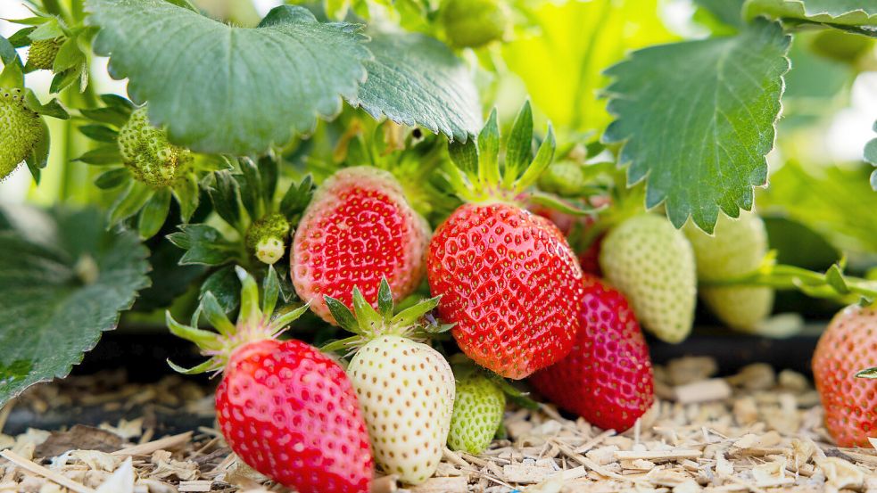 Noch ist ein bisschen Geduld gefragt: Die ersten Freiland-Erdbeeren zum Selberpflücken gibt es erst im Juni. Foto: dpa/Rolf Vennenbernd/Archiv