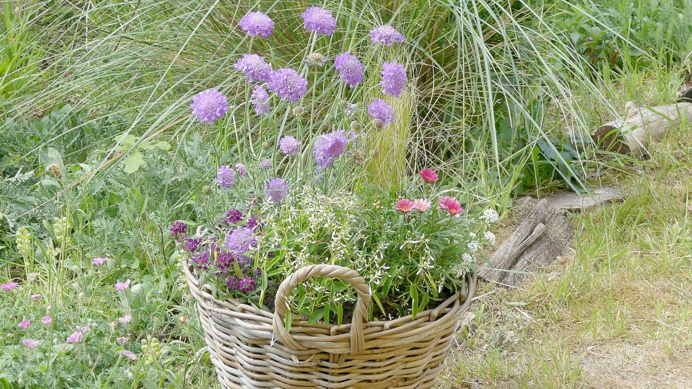 Ein wilder Kübel. Foto: Karin Berends-Lüürßen