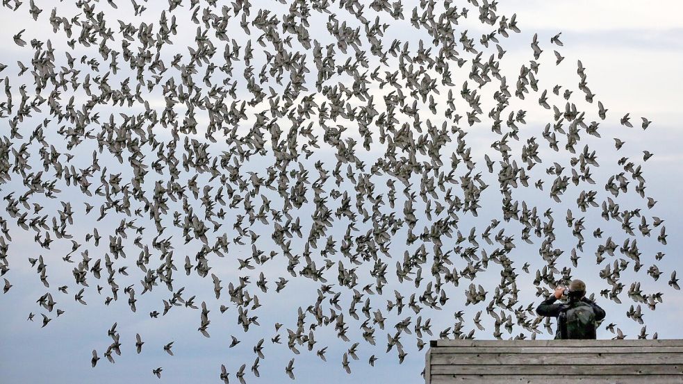 Die meisten Menschen halten sich an die Regeln in Naturschutzgebieten und fotografieren Tiere nur von Wegen und Aussichtspunkten aus. Foto: Thomas Warnack/dpa