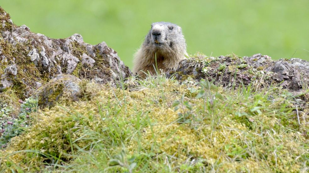 Fotos von Tieren und Pflanzen tragen auch zur Wertschätzung der Natur bei. (Archivbild) Foto: picture alliance / dpa