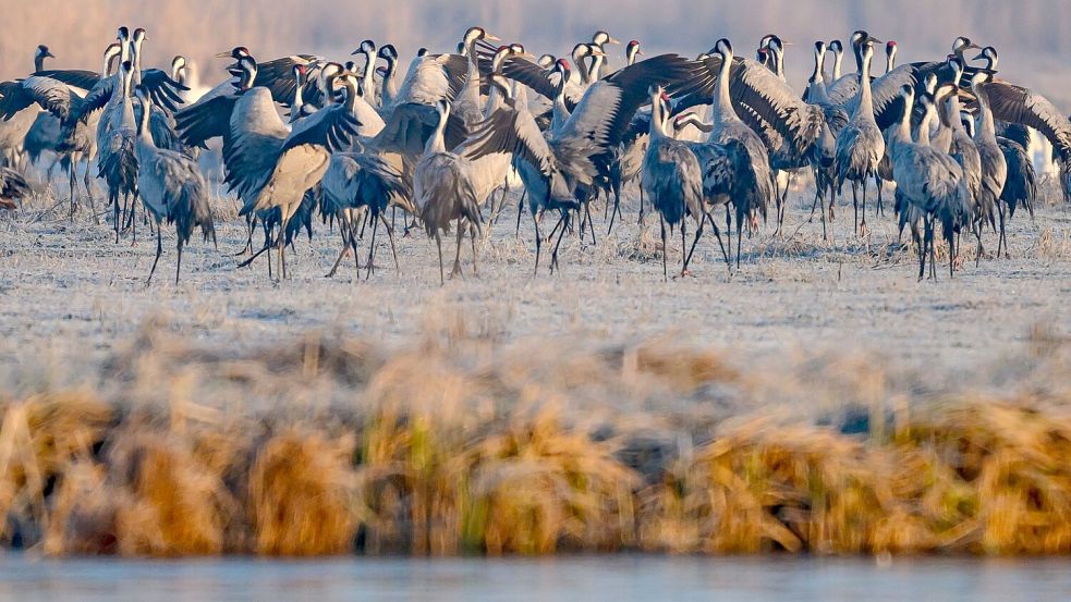 Spezielle Führungen, Sichtschirme und Aussichtstürme sollen die Störungen für die Tiere im Müritz-Nationalpark so gering wie möglich halten. (Archivbild) Foto: Patrick Pleul/dpa