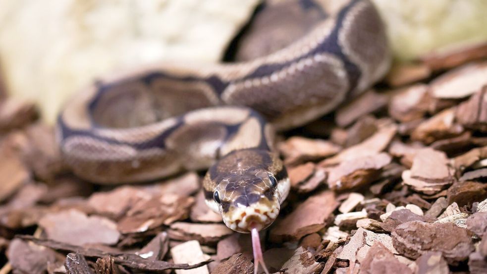 Pythons würgen ihre Opfer, können aber auch zubeißen. (Symbolbild) Foto: Christian Charisius/dpa