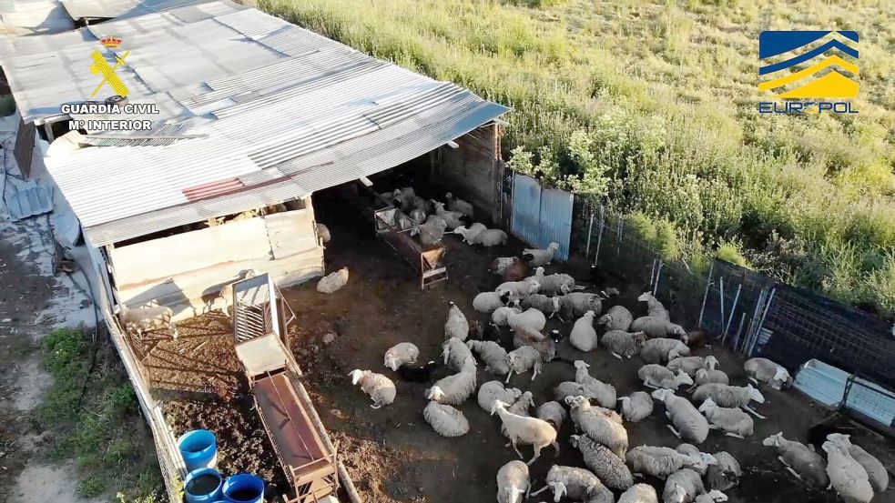 Auf dem von der spanischen Guardia Civil zur Verfügung gestellten Bild ist ein Schlachthof zu sehen, der Fleisch von zum Teil stark unterernährten und kranken Schafen und Ziegen illegal vertrieben haben soll. Foto: ---/Guardia Civil de España/dpa
