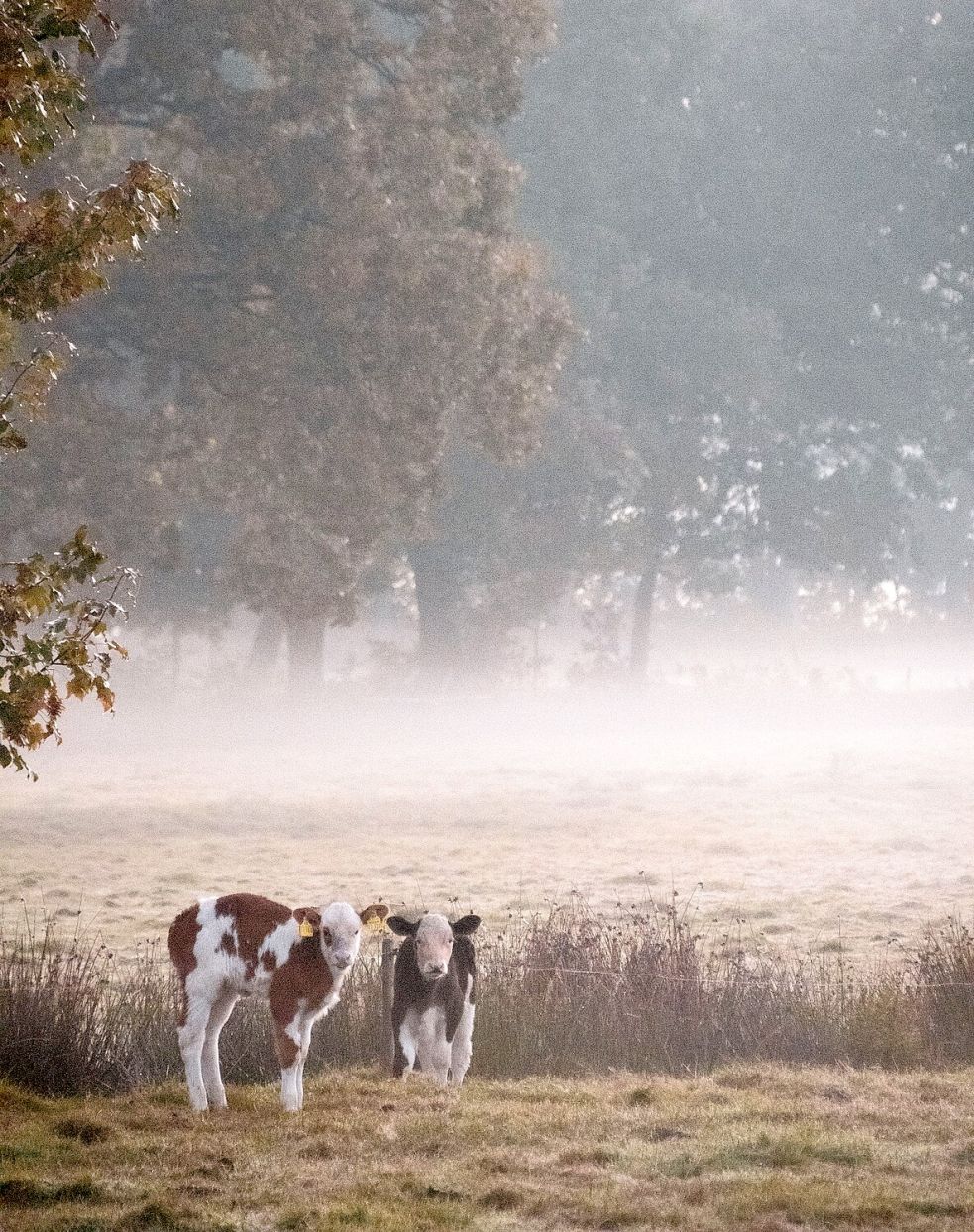 Gezeigt werden in der ersten Bürgerinnen- und Bürgerausstellung die schönsten und interessantesten Fotos, Bilder und Werke. Hier zu sehen "Zwei im Nebel" von Julia Büscher. Foto: Landkreis Leer