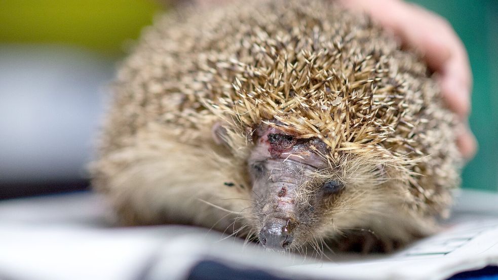 Mähroboter sind wahre Todesfallen für Igel. (Foto-Archiv) Foto: Marius Becker/dpa