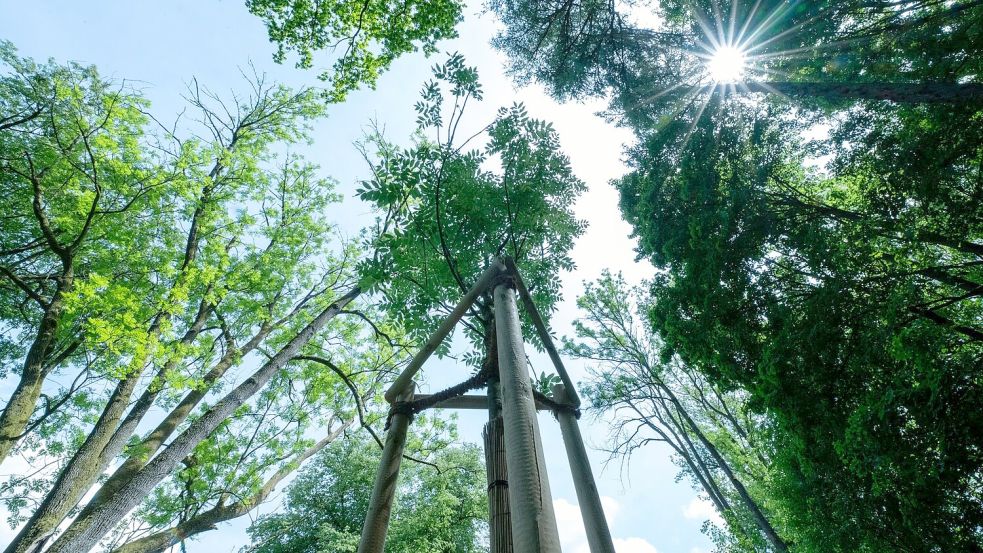 Lange Trockenperioden machen immer mehr Bäumen in historischen Parks zu schaffen. Foto: Pia Bayer/dpa