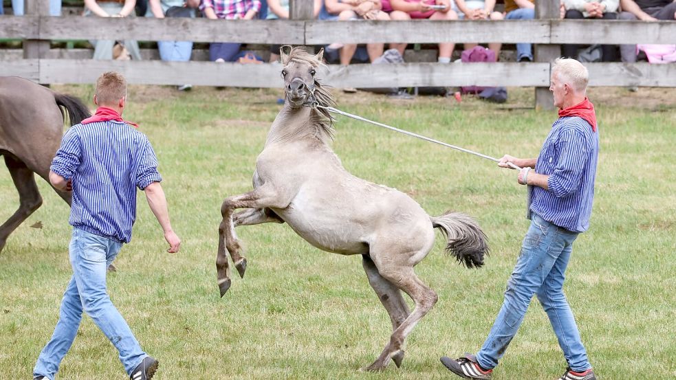Schnelligkeit und Fitness brauchten die Fänger der jungen kräftigen Hengstfohlen. Foto: Christoph Reichwein/dpa