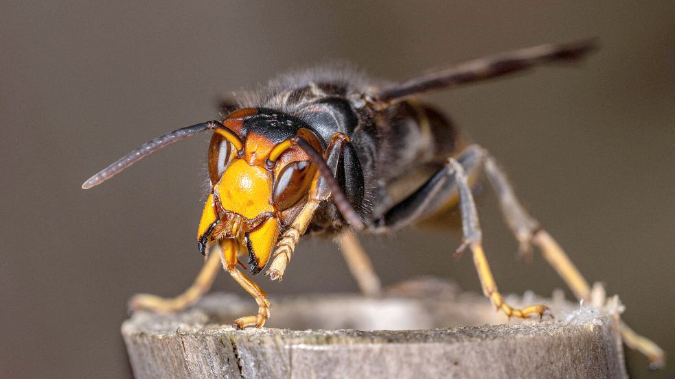 Inzwischen auch in Deutschland heimisch: Die Asiatische Hornisse (Vespa Velutina). Foto: IMAGO/ABACAPRESS/Christophe Geyres