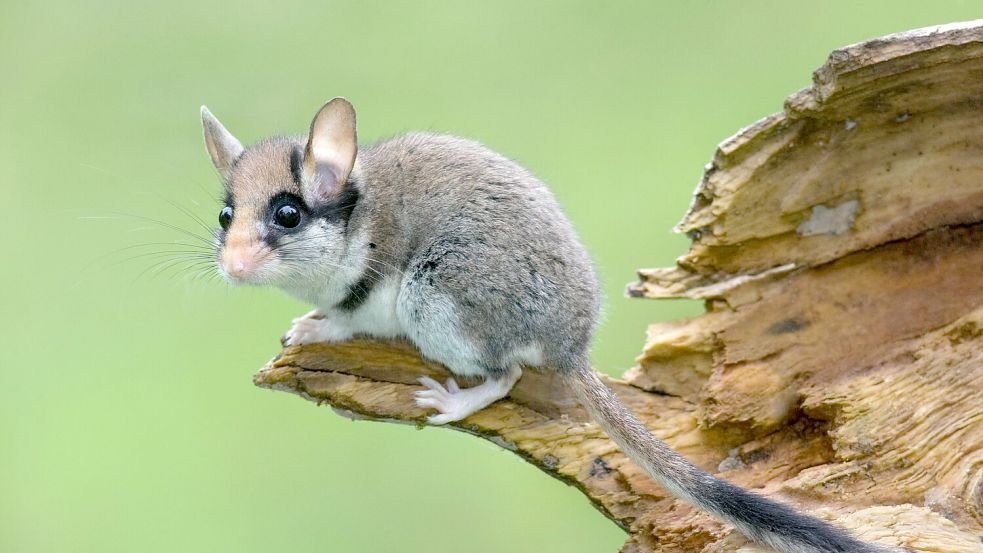 Die Lebensräume des Gartenschläfers werden kleiner. Foto: Jirí Bohdal/naturfoto.cz/dpa