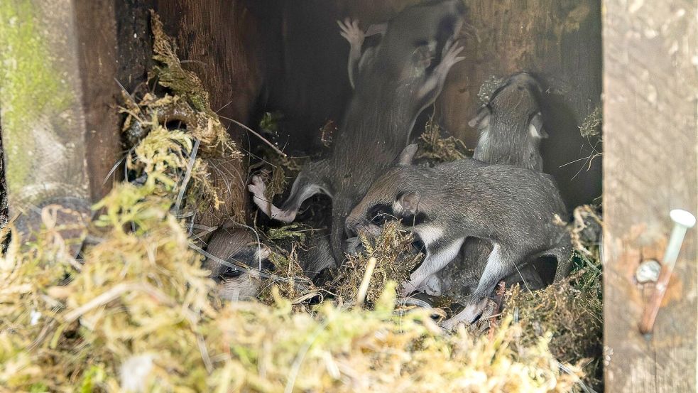 Auch in Nistkästen bauen die kleinen Tiere ihre Nester - wie hier im Harz. (Archivbild) Foto: Maurice Arndt/dpa
