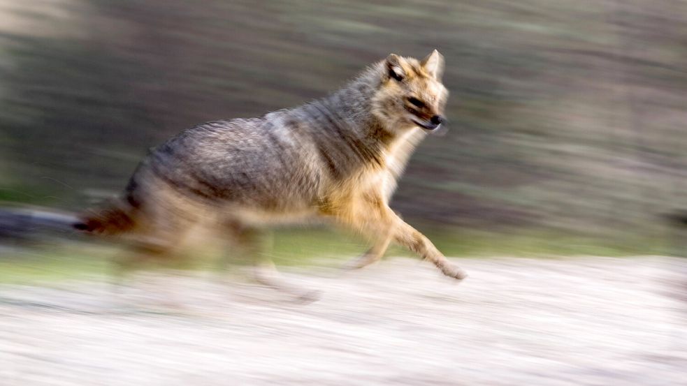 Ein Goldschakal auf der Jagd. Foto: IMAGO/AGAMI/O. Diez