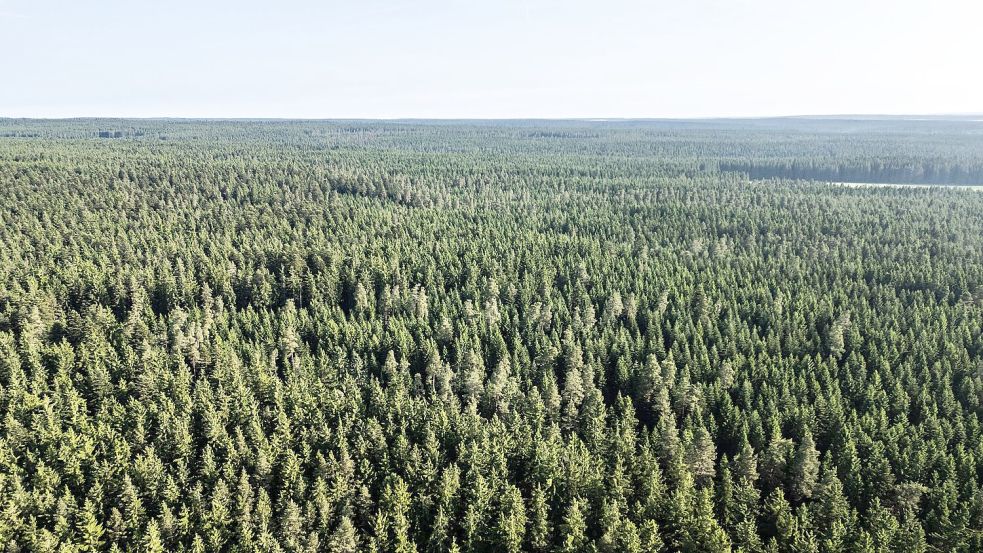 Der Wald in Deutschland bleibt laut einem neuen Bericht unter „Dauerstress“. (Archivbild) Foto: Silas Stein/dpa