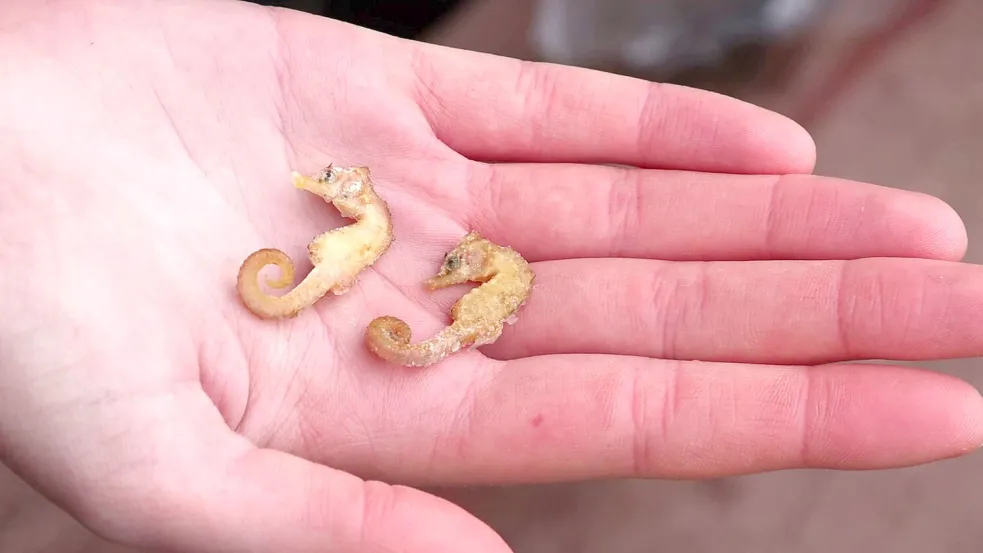Zwei leblose Kurzschnäuzige Seepferdchen aus dem Wattenmeer. Foto: Peter Kuchenbuch-Hanken/dpa